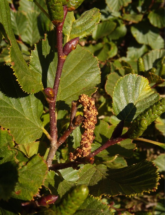 Alnus viridis / Ontano verde